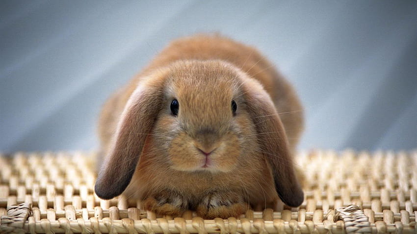 Cute and sweet from bunny and rabbits, kawaii baby bunny HD wallpaper