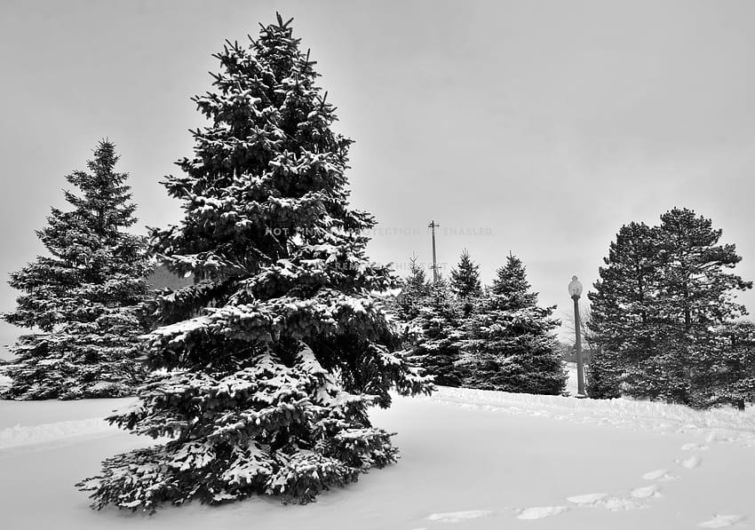 escena de gaulteria paisajes de invierno de hoja perenne fondo de pantalla