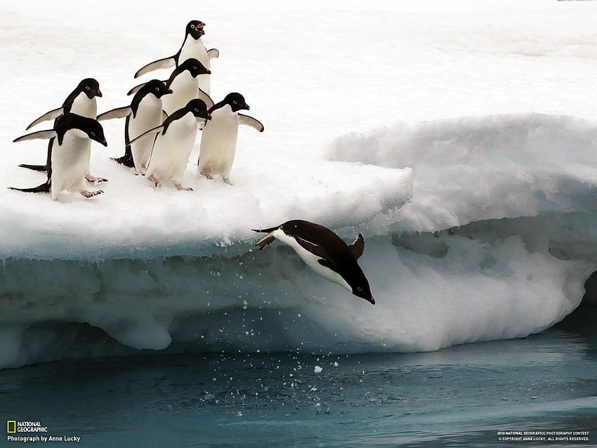 : birds, penguins, animals, snow, iceberg, ice, Penguin, National Geographic, flightless bird, vertebrate, wind wave 1600x1200, penguin on ice HD wallpaper