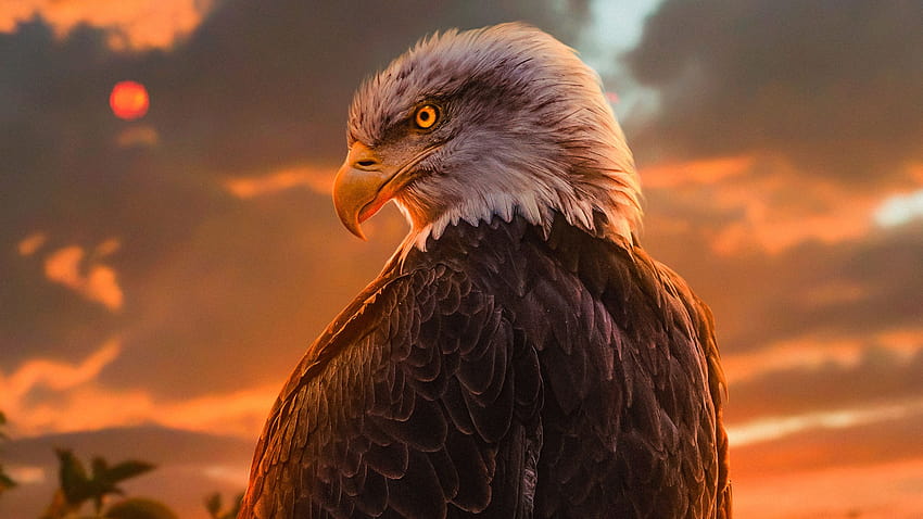 Wild Bald Eagle , 鳥類, 背景、kartal 高画質の壁紙