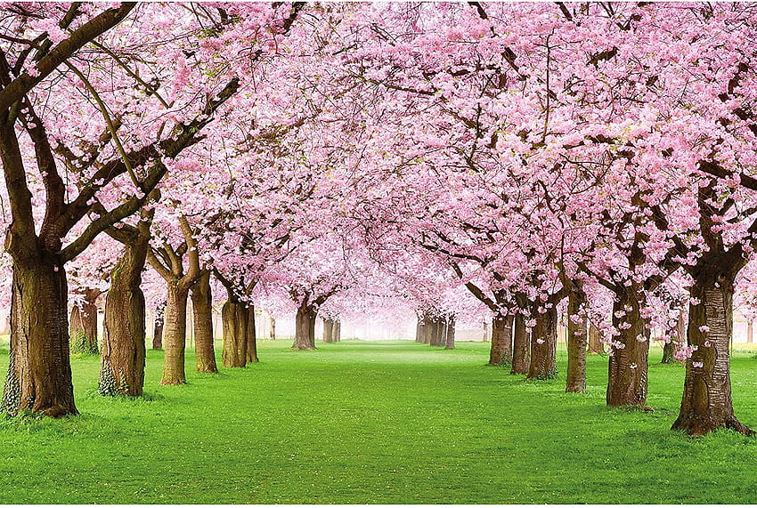 Cherry Blossom Tree ...amazon, spring star HD wallpaper | Pxfuel