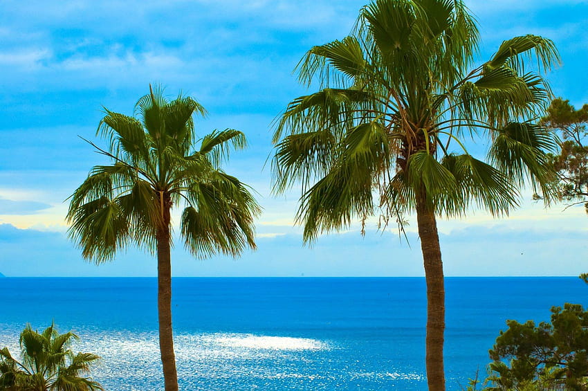 palm fan leaves ocean sky los gigantes tenerife canary islands HD wallpaper