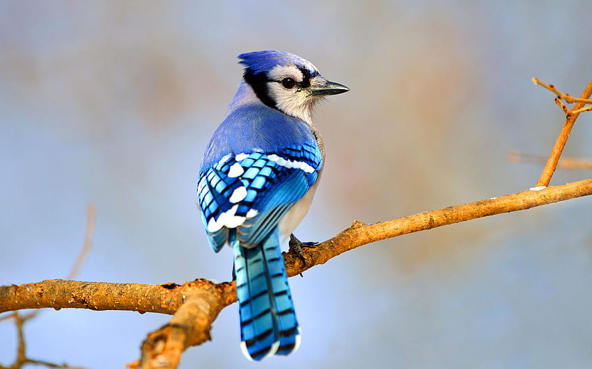 pájaro arrendajo azul fondo de pantalla