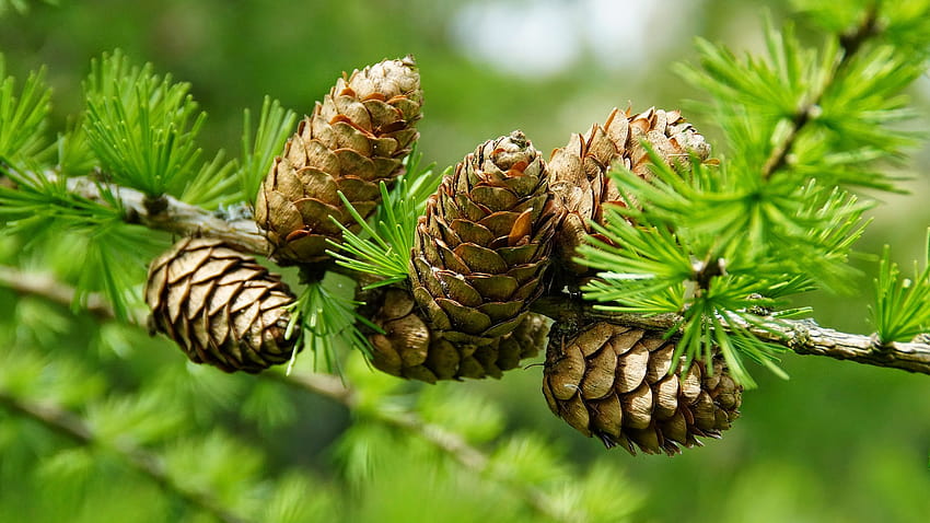 Pine Cone and Backgrounds stmednet HD wallpaper
