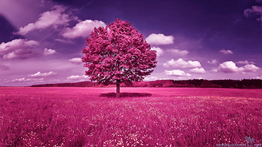 Spring purple trees HD wallpaper | Pxfuel