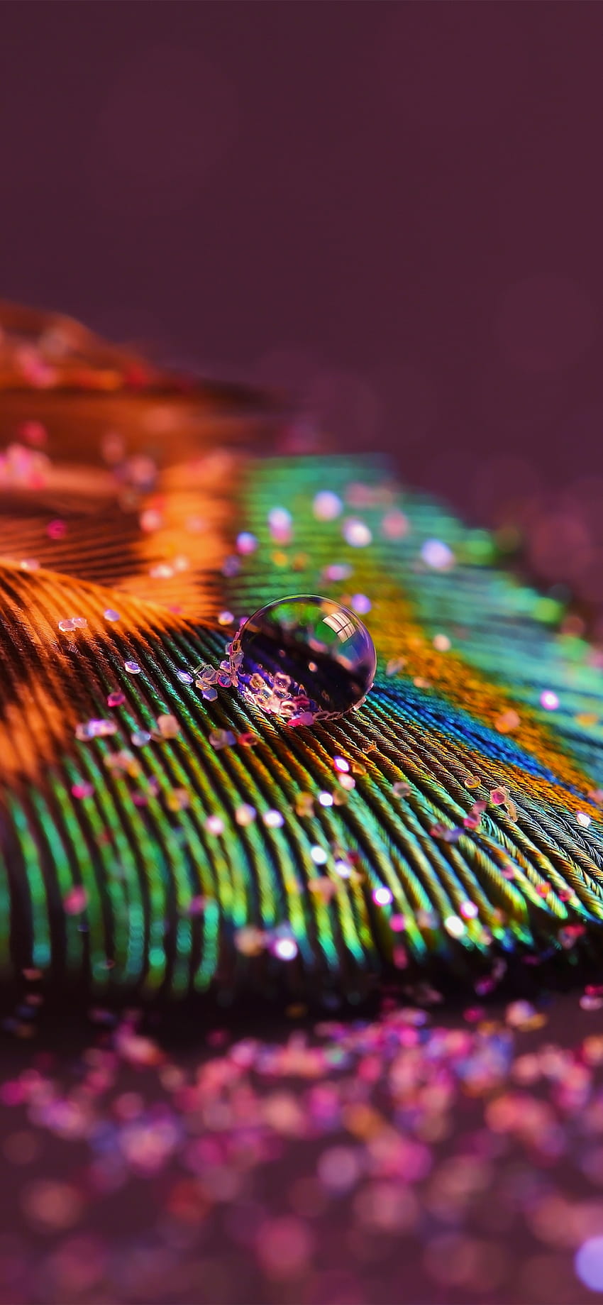 Peacock feather , Aesthetic, Water drop, Selective Focus, Macro, graphy, iphone krishna peacock feather HD phone wallpaper