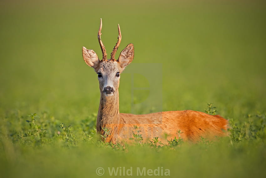 Roe deer, caprelous capreolus, buck in clover with green blurred background. HD wallpaper