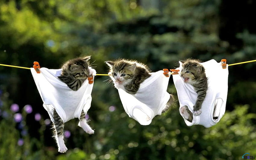 Spring Kittens posted by Christopher Johnson, cute spring kittens HD ...