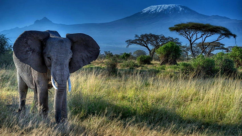 Elephant Dry Grass Trees Mount Kilimanjaro HD wallpaper