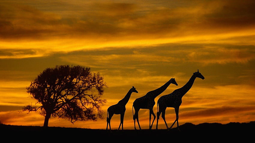 south african animals HD wallpaper