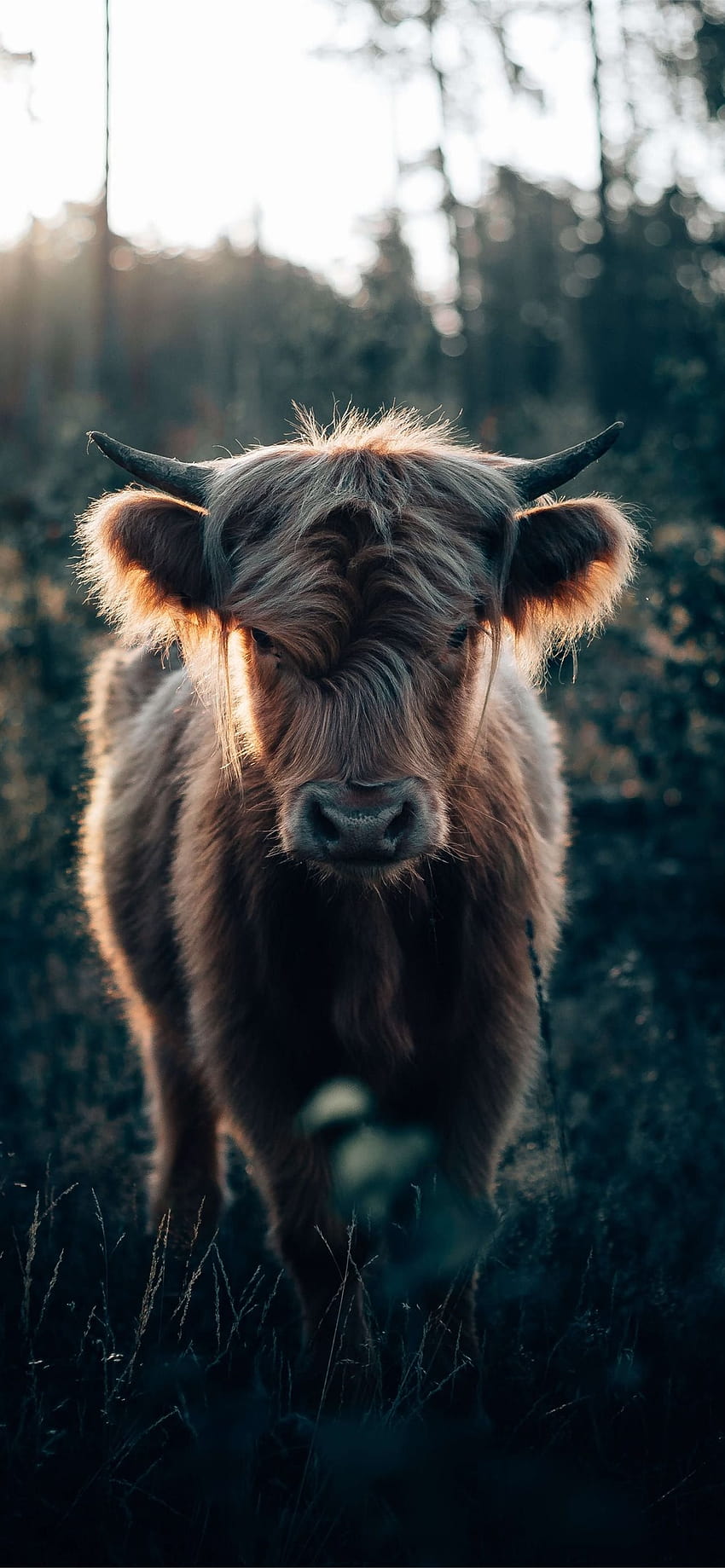 Best Highland cow iPhone, highland cattle HD phone wallpaper