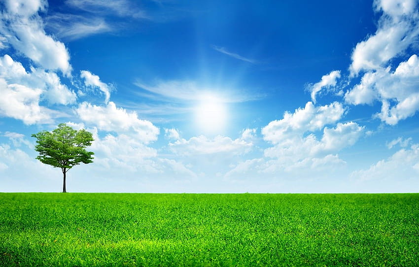 o céu, grama, nuvens, árvore, verde, grama, céu, árvores, nuvens árvores grama papel de parede HD
