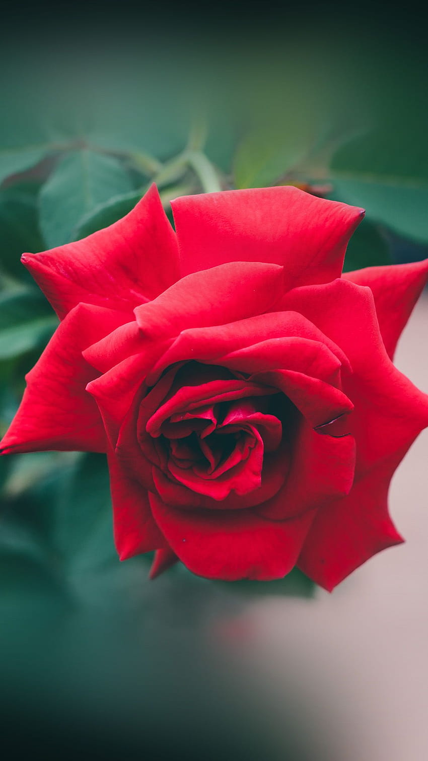 Red rose flower android HD wallpapers | Pxfuel