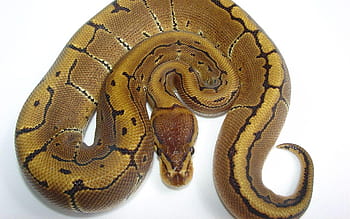 pinstripe ball python baby