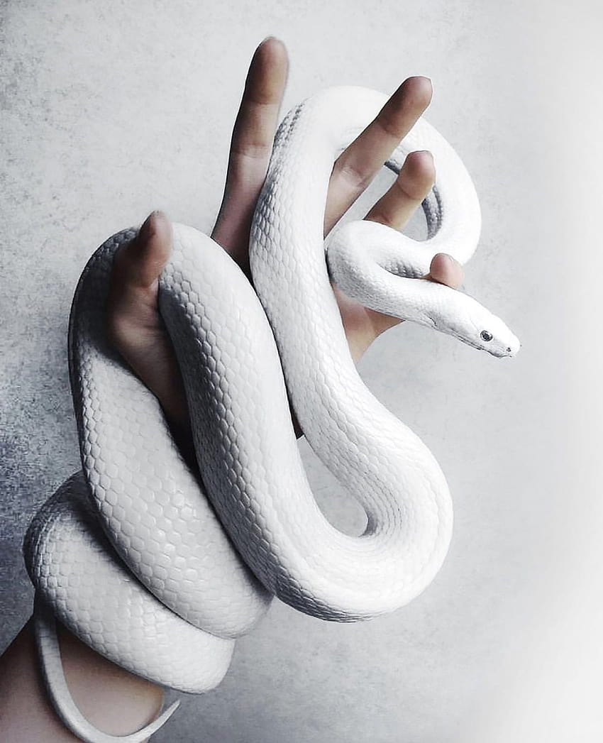 Serpente bianco, serpenti albini Sfondo del telefono HD