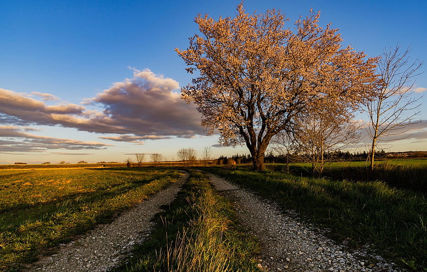 road, the sky, France, the almond tree , section природа HD wallpaper