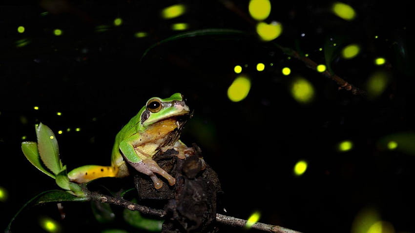 Frogs: Prince Lighting Blue Glow Frog Glass Green Of Tattoos, glass frogs HD wallpaper