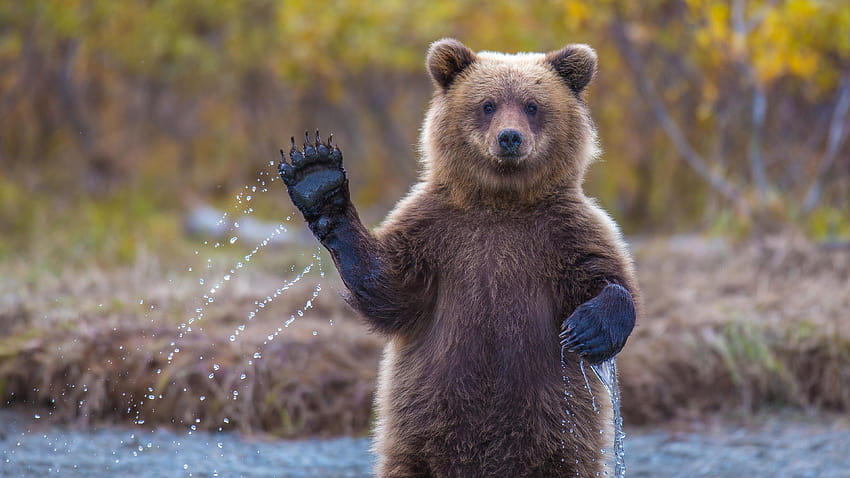 Bear, , Hi, Water, National Geographic, Big, OS, bears HD wallpaper