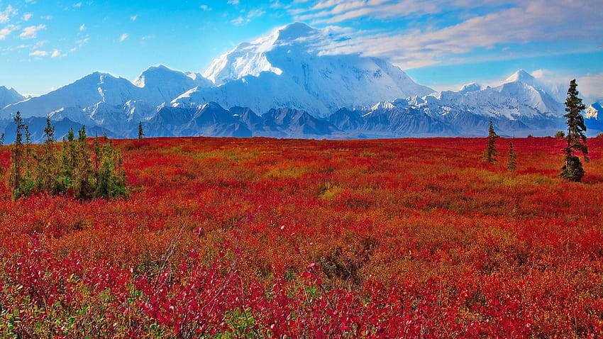 Denali Ulusal Parkı ve Koruma Alanı, Ak, Amerika Birleşik Devletleri HD duvar kağıdı