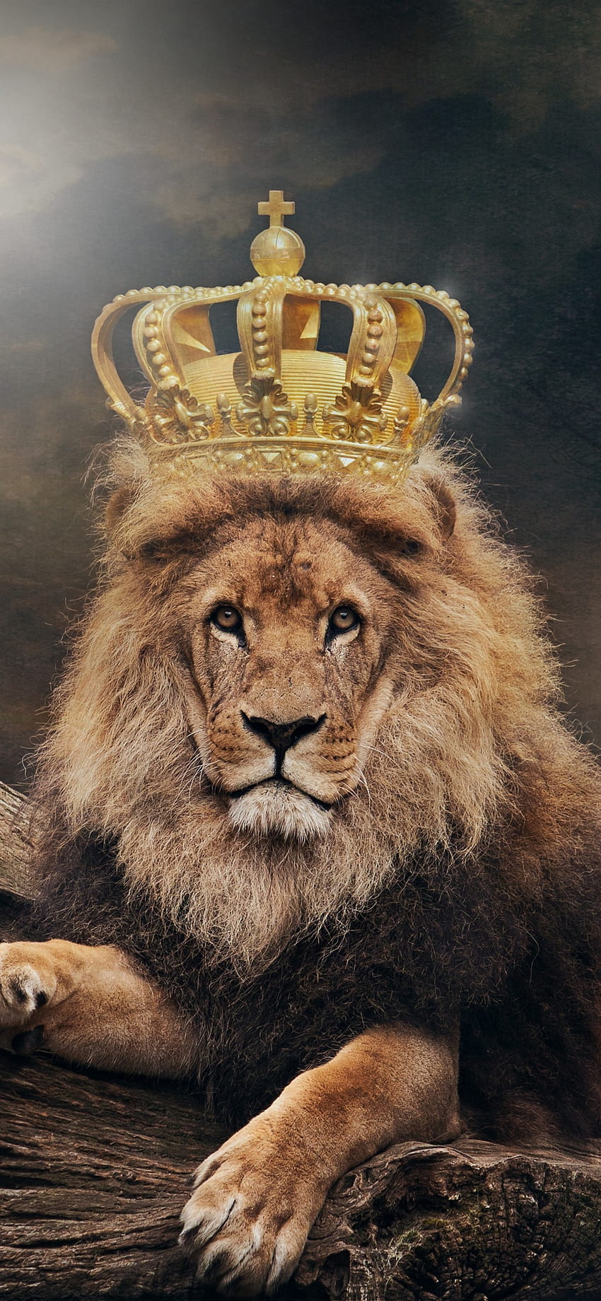 Iphone Lion, King, Crown, lion crown HD phone wallpaper