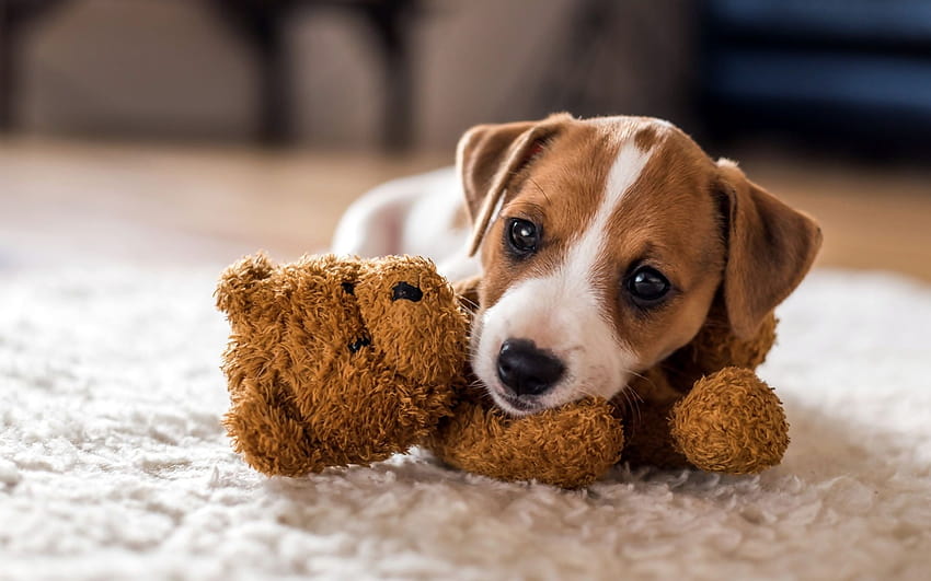 Jack Russell Terrier, Toy, Pets, Dogs, Teddy Bear, teddy bear dog HD wallpaper