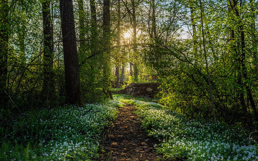 primavera, campanillas, bosque, camino, rayos de sol con resolución 3840x2400. Sendero forestal primaveral de alta calidad fondo de pantalla