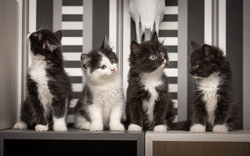 black and white kittens, Siberian cats, cute little animals, cats, pets, quartet, four kittens with resolution 1920x1200. High Quality, four cats HD wallpaper