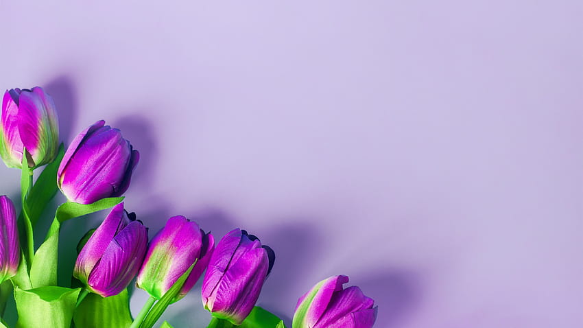 Purple tulips, flowers, light pink backgrounds 5120x2880 U , spring light purple HD wallpaper