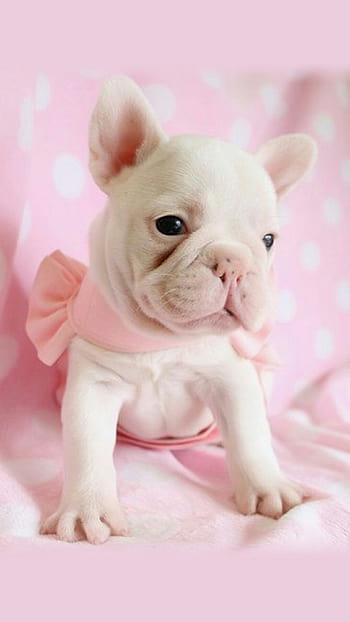 Cute pink heart on dog HD wallpapers | Pxfuel