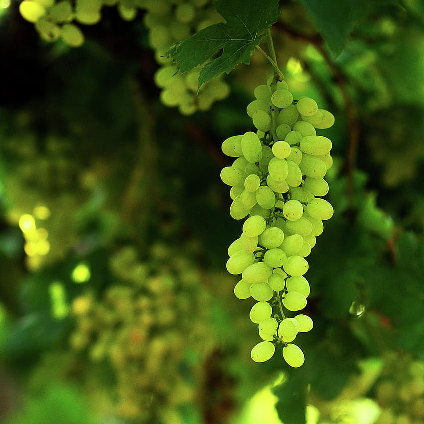 Vineyard Green Grapes by Ashasathees grafika Tapeta na telefon HD
