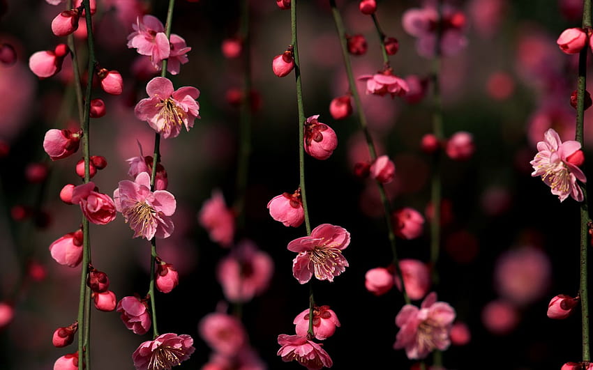 's : « Cherry Blossom », fleurs de cerisier Fond d'écran HD