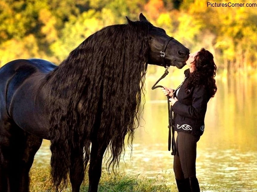 black draft horse breeds