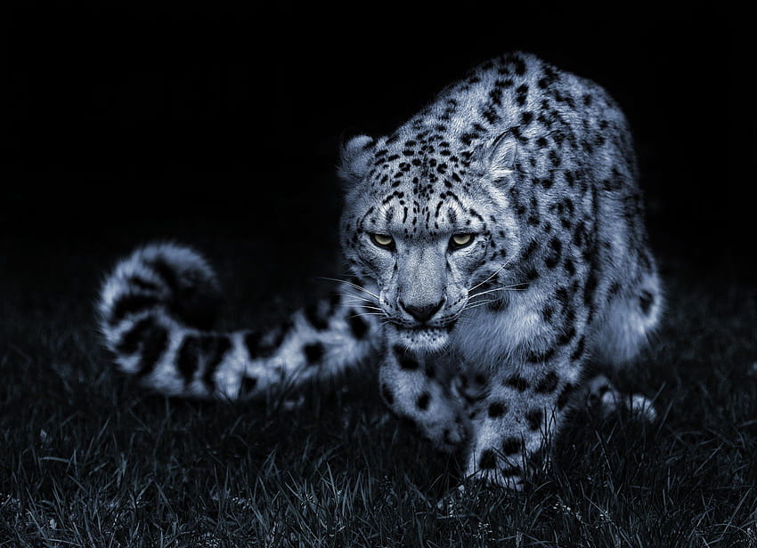 снежен леопард черно-бяла поза очи котка, снежен леопард отблизо HD тапет