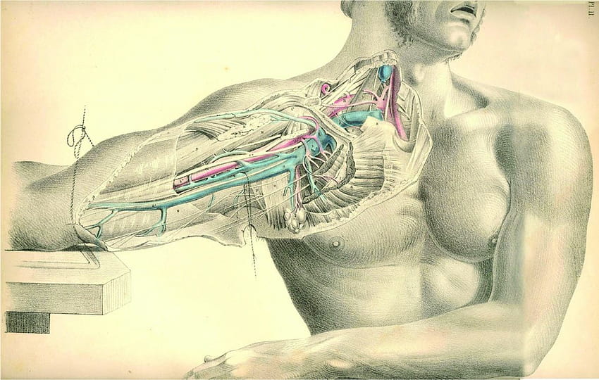 4 Anatomy, physiology HD wallpaper