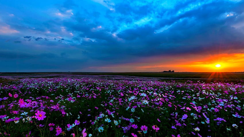 美しいアニメの花畑の背景、フィールド ヒヤシンスの夕日 高画質の壁紙