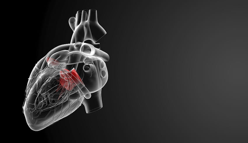 Medizin menschliches Organ Herz HD-Hintergrundbild