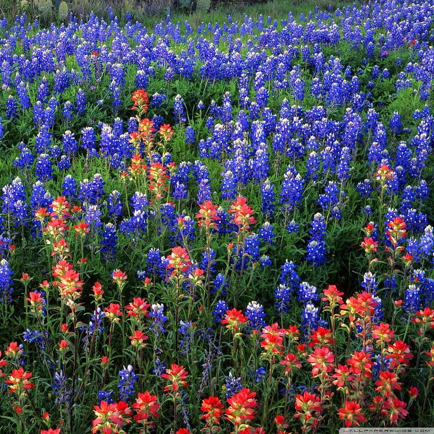 Feld von Texas Paintbrush und Bluebonnets Inks Lake State Park Texas HD-Handy-Hintergrundbild