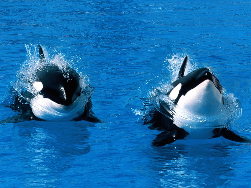 Killerwal, auch Orca genannt HD-Hintergrundbild