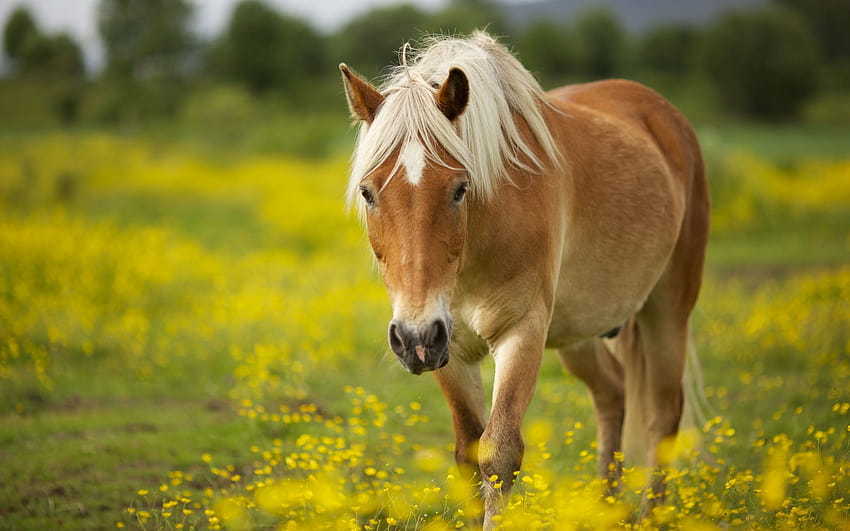 Funny horses HD wallpaper | Pxfuel