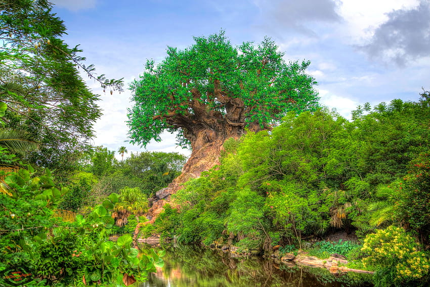 Tree of Life – AtDisneyAgain, disneys animal kingdom HD wallpaper