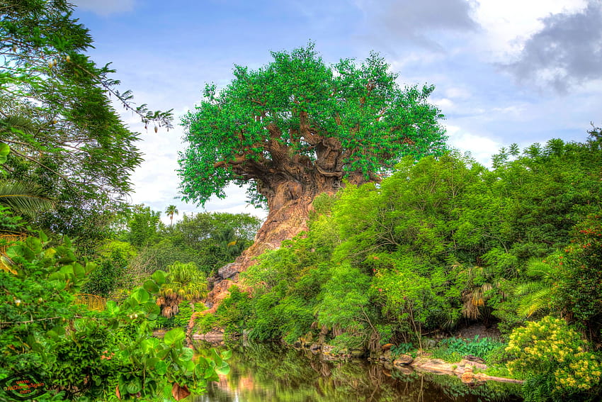 Tree of Life – AtDisneyAgain, disneys animal kingdom HD wallpaper | Pxfuel