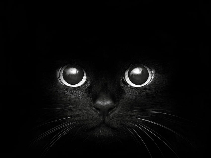 Gatto nero, miglior gatto nero in alta qualità, gatti di Halloween Sfondo HD