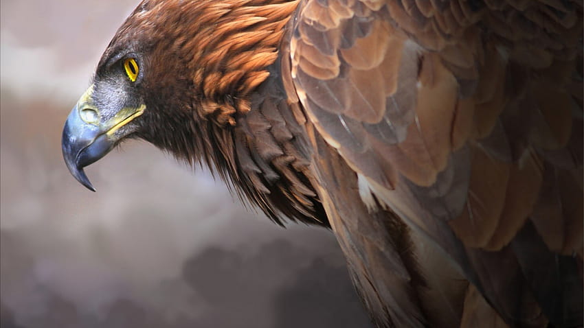 Adler Digital Art, Adlerkunst HD-Hintergrundbild