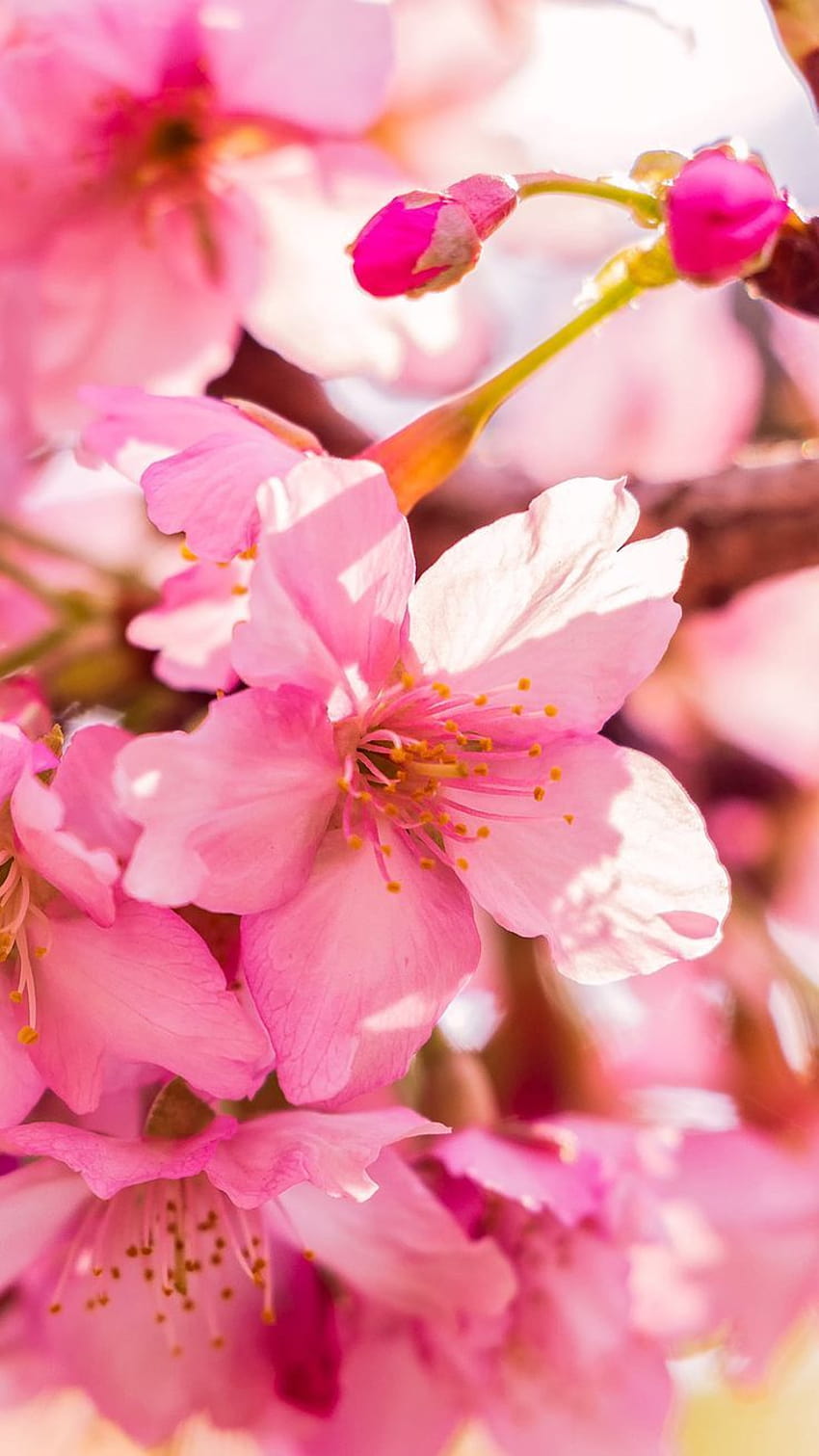 Chào đón mùa xuân mới với một bức tranh nền iPhone tươi sáng! Các bông hoa pastel và những cánh chim trên nền xanh lá cây sẽ đưa bạn đến với những cảm xúc mát mẻ, tươi mới và tràn đầy sức sống của mùa xuân. Hãy cùng tận hưởng không khí rực rỡ này qua bức tranh nền tuyệt đẹp này.