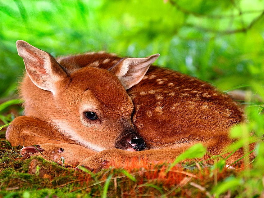 Roe deer HD wallpaper