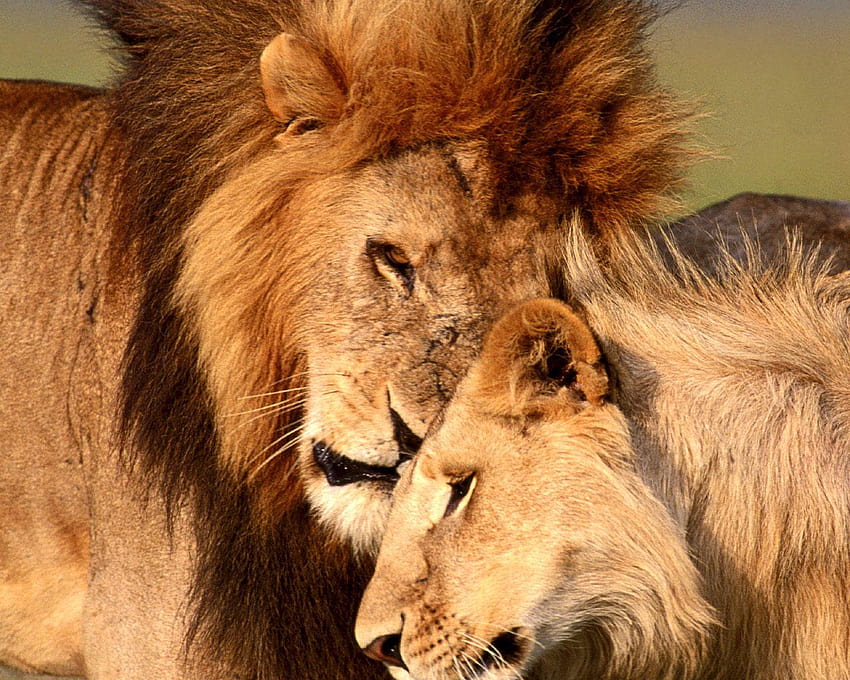 Lion Couple Wallpapers  Top Free Lion Couple Backgrounds  WallpaperAccess