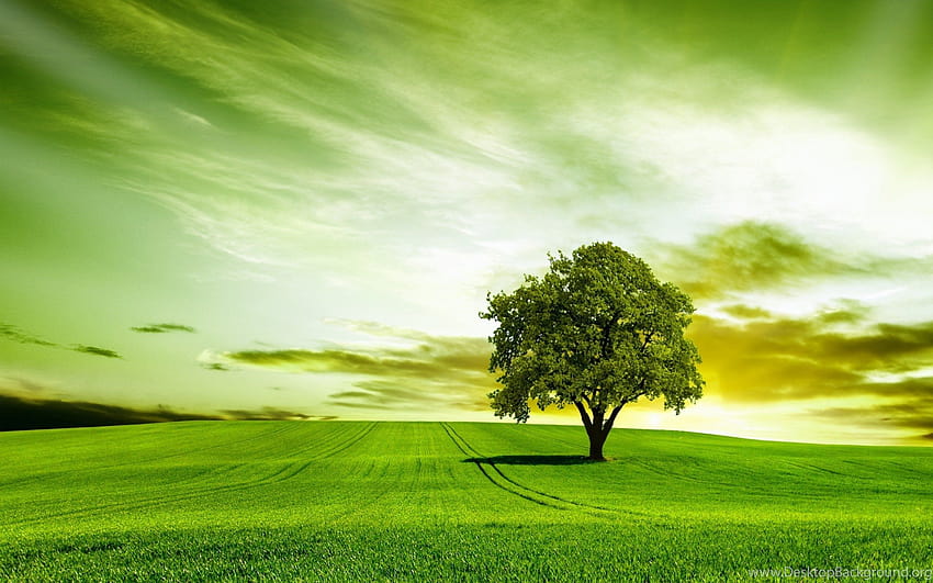 Zielone Drzewo Natura Niebo ...tła Tapeta HD