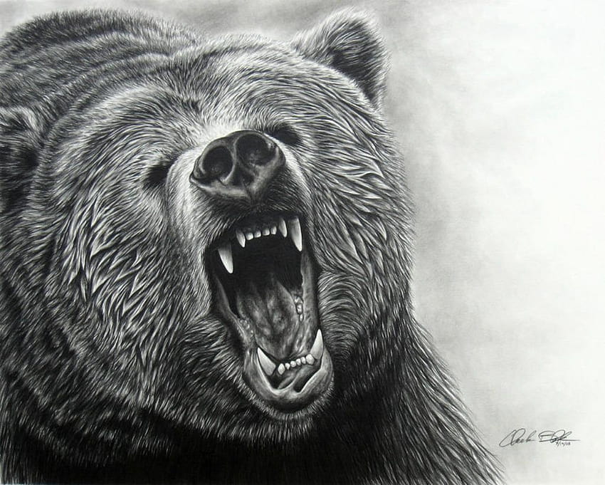 Grizzly Bears Drawings , Backgrounds, black bears HD wallpaper