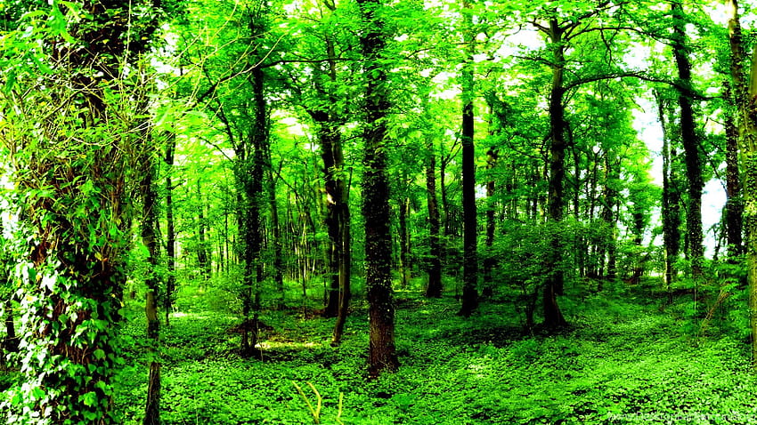From Nature Dark Green Forest ... Backgrounds HD wallpaper