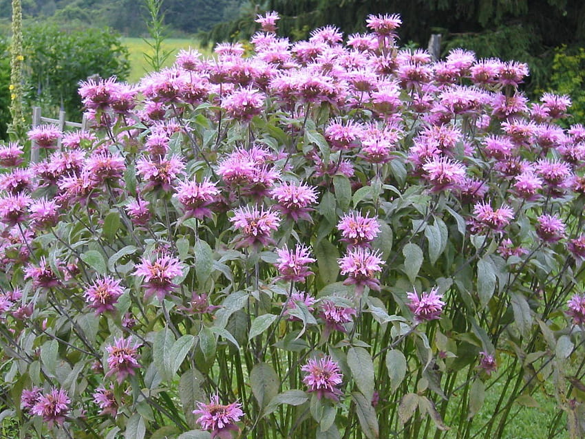 BERGAMOTTE Wild BEE BALSAM 600 Samen Schmetterling Monarda Fistulosa, Blumen Bienenbalsam HD-Hintergrundbild